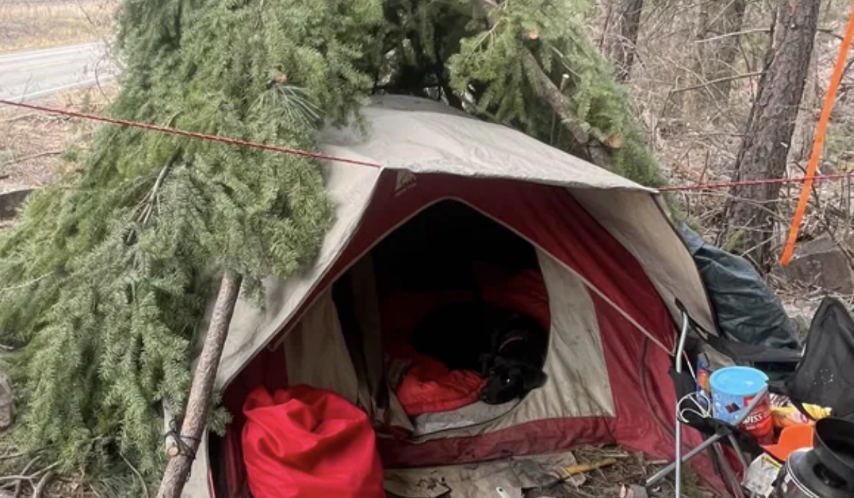 A makeshift tent shelter with a dog resting inside